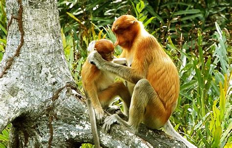 Cuántos años vive el mono narigudo – Sooluciona