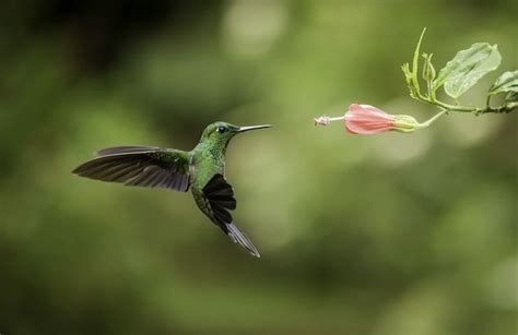 ¿Cuántos años vive un colibrí?   CuantoVive.org