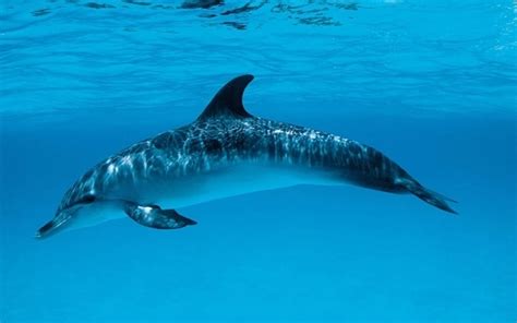 ¿Cuántos años vive un delfín?