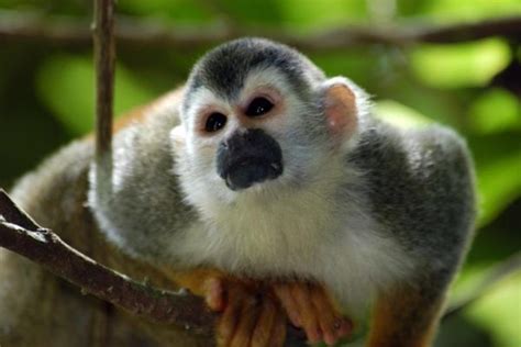 ¿Cuántos años vive un mono?   MundoCultura