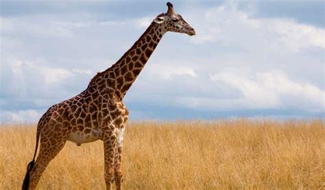 ¿Cuántos años viven las jirafas? | Esperanza de vida de ...