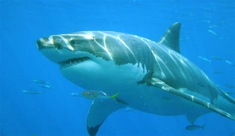 Cuantos años viven los tiburones y cómo se puede calcular ...