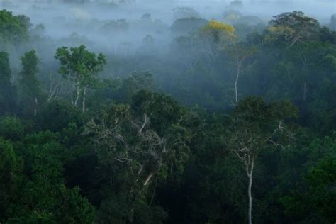 ¿Cuántos árboles hay en el Amazonas?   VeoVerde | Nueva Mujer