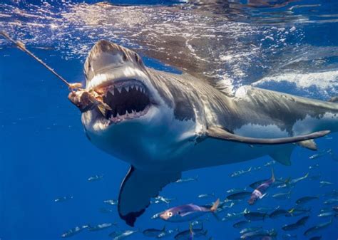 ¿Cuántos dientes tiene un tiburón? | Grandes Medios