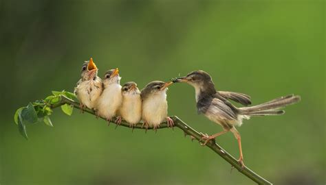 ¿Cuántos gusanos come un pájaro bebé?  Portal Multimedia Científica Y ...