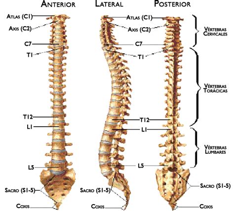 ¿Cuantos huesos tiene la columna vertebral?   Cocupo