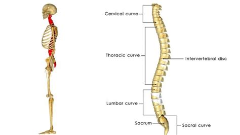 ¿Cuántos huesos tiene la columna vertebral?