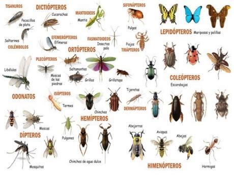 ¿Cuántos insectos hay en el mundo?   Paperblog
