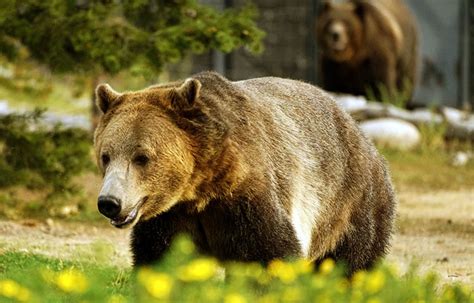 Cuántos meses hiberna el oso grizzly – Sooluciona