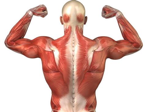 ¿Cuántos músculos tiene el cuerpo humano?   VIX