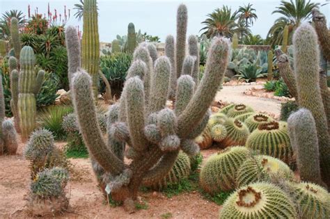 ¿Cuántos tipos de cactus hay y cómo se cuidan?