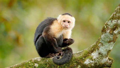 ¿Cuántos tipos de monos existen en el mundo?   ¿Lo Sabías?