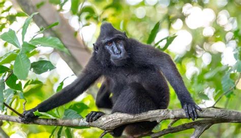 ¿Cuántos tipos de monos existen en el mundo?   ¿Lo Sabías?