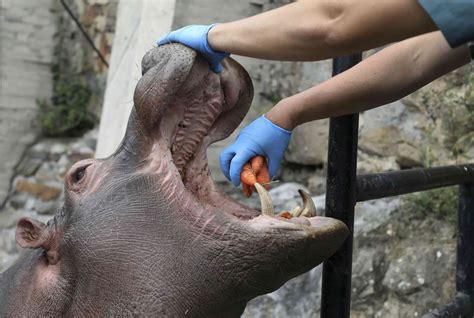 Cuarentena pone en riesgo a animales de zoo de Colombia  FOTOGALERÍA