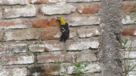 Cuatro especies de aves obtienen su alimento de las paredes en Ecuador ...