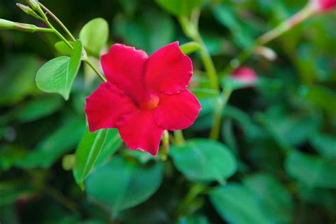 Cuatro preciosas plantas trepadoras con flor | Blog Verdecora