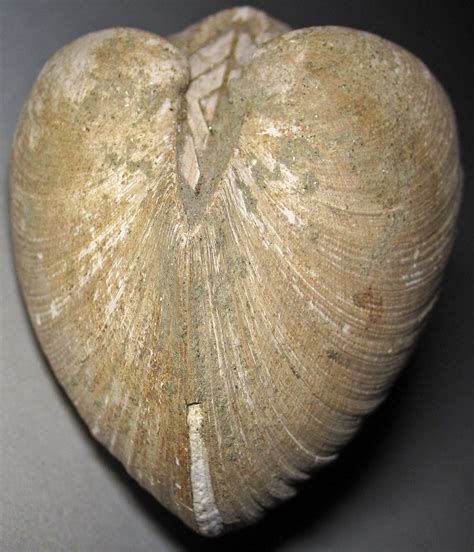 Cucullaea vulgaris fossil bivalve  Coon Creek Formation, U ...