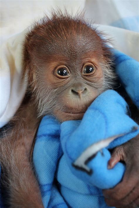 Cuddly Orangutan Poses for the Camera Picture | Cutest ...