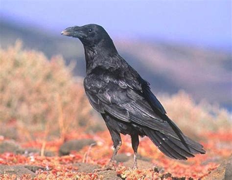 Cuervo Canario, su mala fama lo persigue ⋆ ellibrito.es