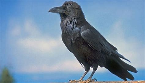 Cuervo Grande: características, inteligencia, hábitat y más