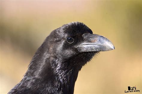 Cuervo grande, corb por Caín Ácrata | Fotografía | Turismo ...