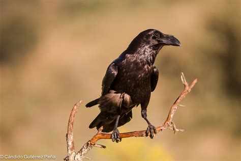CUERVO GRANDE   Corvus Corax | Observatorio de la Naturaleza