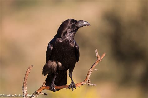 CUERVO GRANDE   Corvus Corax | Observatorio de la Naturaleza