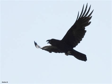 Cuervo grande  Corvus corax  por Colibrí | Fotografía ...