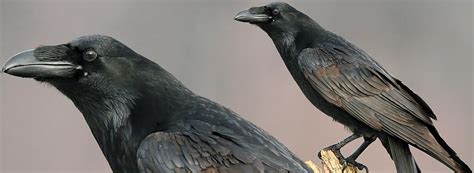 Cuervo grande  Corvus corax  ️