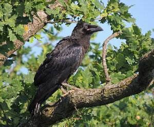 Cuervo grande, Corvus corax, un ave de gran envergadura