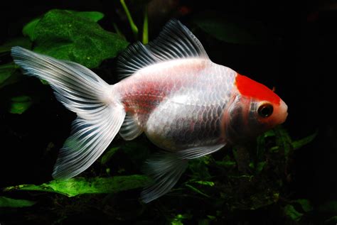 Cuestión de Peces   Peces de agua fría para tu acuario