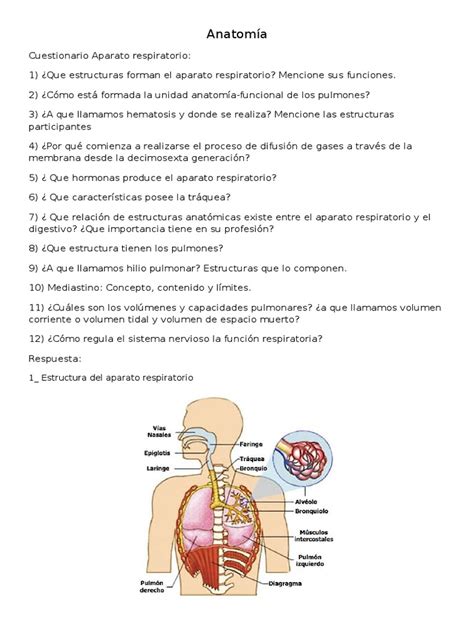 Cuestionario Aparato Respiratorio | Pulmón | Sistema respiratorio