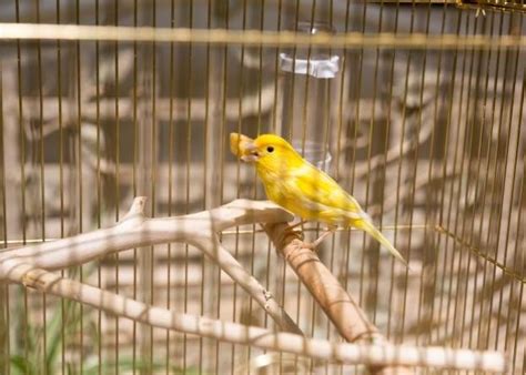 Cuidado de los pichones de canarios   Tiendanimal