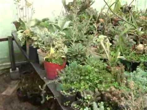 CUIDADO PLANTAS ORNAMENTALES VIVERO SAN MIGUEL SIBATÉ   CANAL 10 SIBATÉ ...