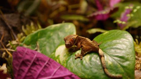Cuidados básicos de un gecko crestado  Rhacodactylus ciliatus    blog ...