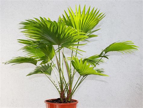 Cuidados de las palmeras de exterior en maceta | Jardineria On