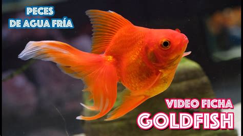 Cuidados del pez Goldfish  Acuarios para peces de agua ...
