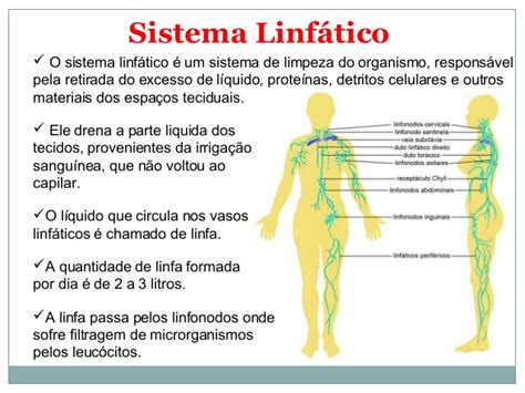 cuidados del sistema linfatico: sistema linfatico