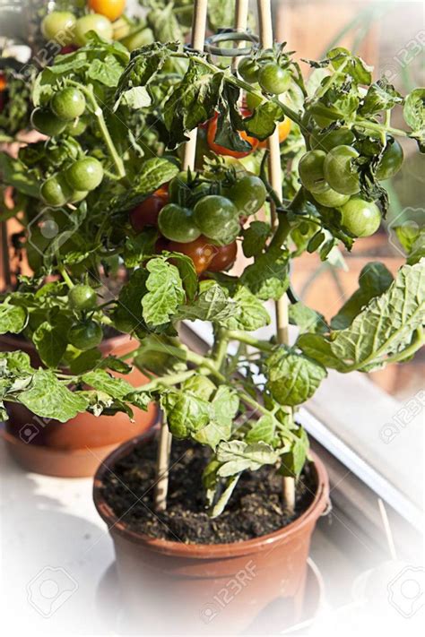 Cuidados planta tomates cherry en maceta | Actualizado noviembre 2022
