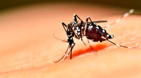 Cuidarse de los mosquitos y enfermedades que trasmiten – EVAFM | El ...