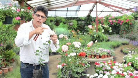 Cuido y poda de rosas Vivero El Zamorano   YouTube