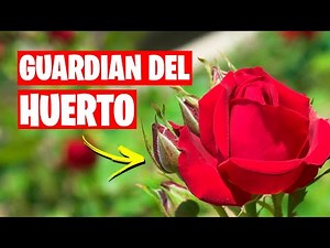 Cultiva GUARDIANES del HUERTO Como Plantar Rosas | La Huerta de Ivan