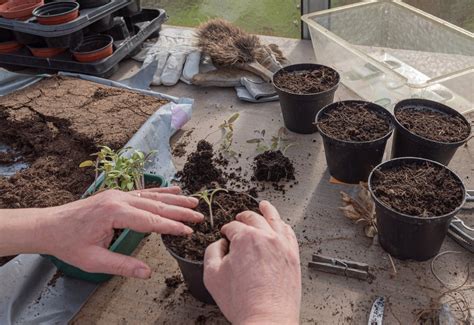 Cultivar Albahaca 】 ️ Cómo sembrar albahaca en macetas