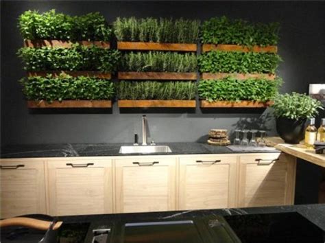 Cultivar plantas aromáticas en nuestra cocina   Osyley.com