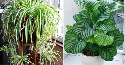 Cultivar plantas dentro de casa não só deixa a residência ...