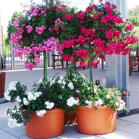 Cultivar rosales en la terraza   Guia de jardin. Aprende a ...