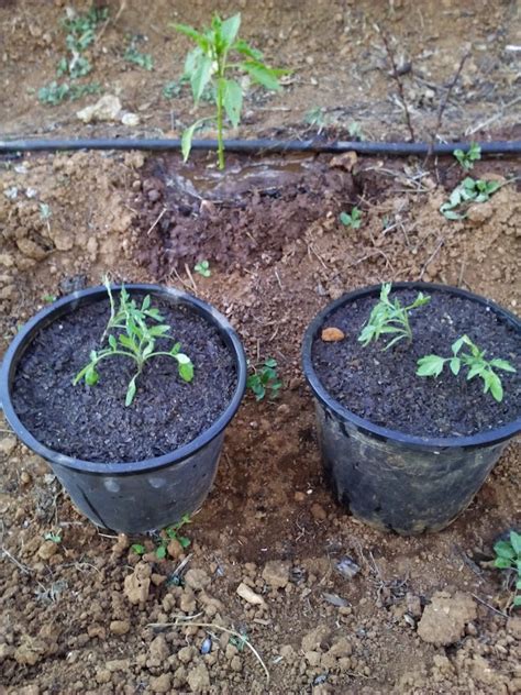 Cultivar tomates en maceta | Plantas