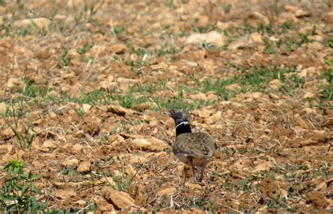 Cultivo de leguminosas en zonas de especial protección para las aves ...