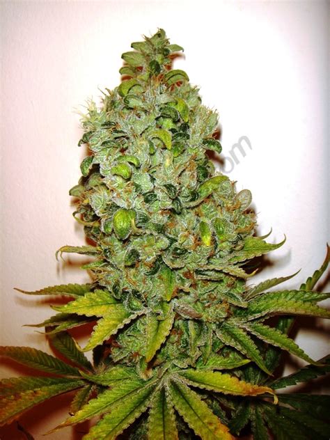 Cultivo de marihuana con abonos Botanicare   Blog del Grow ...