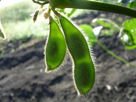 Cultivo de soja: los secretos de la semilla sagrada ...